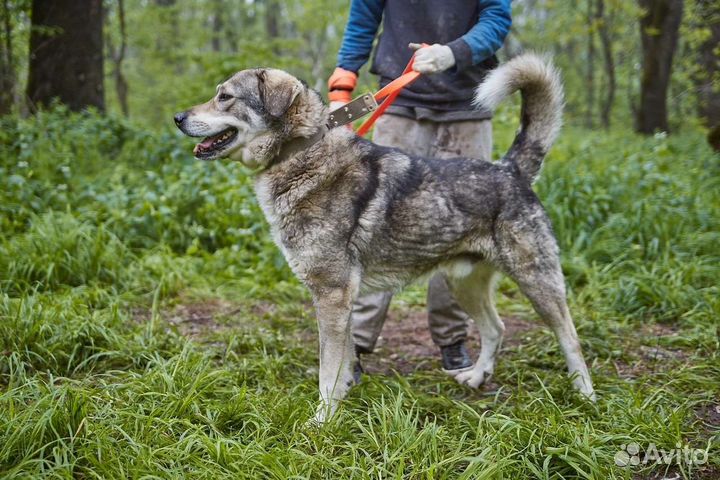 Пëс Боцман в добрые ответственные руки