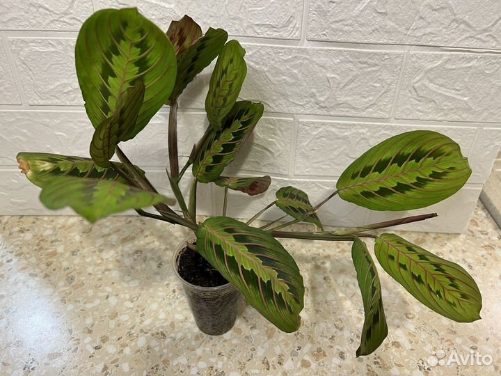 Маранта триколор