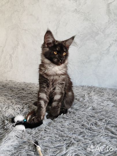 Мейн-кун котята