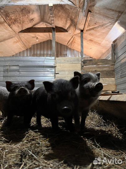 Вьетнамские вислобрюхие поросята