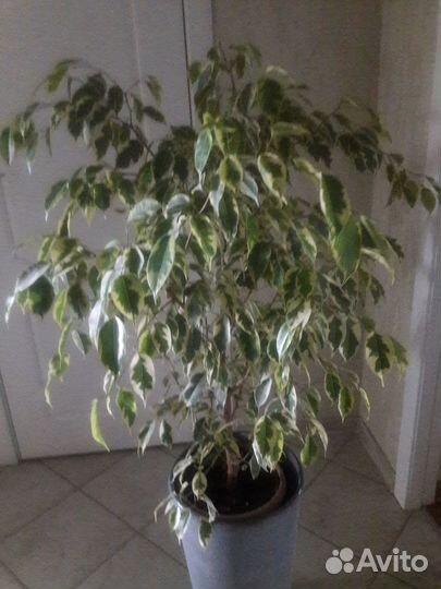 Фикус бенджамина