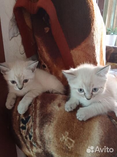 Коты в добрые руки даром3