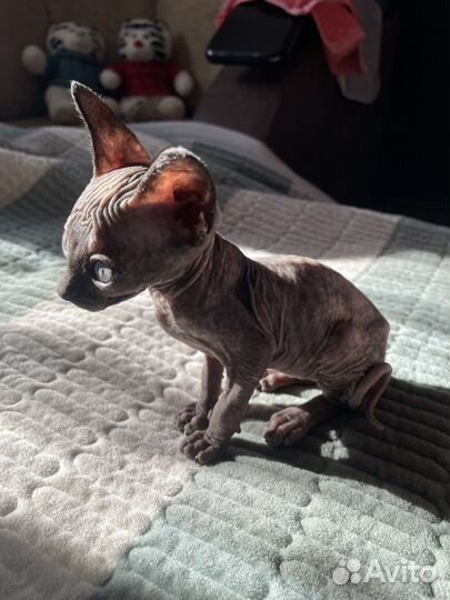 Котенок сфинкс