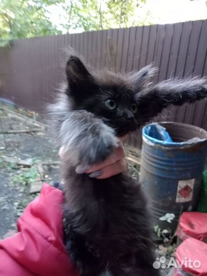 Сос спасите котят