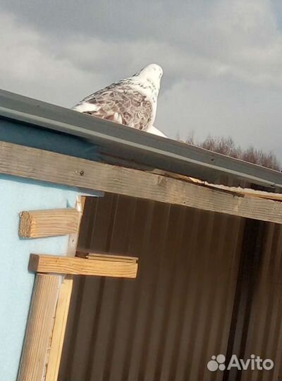 Голуби Пермяки и Николаевский полёт бабочка