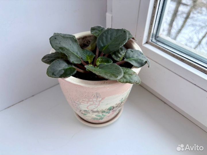 Фиалка сенполия в керамическом горшке