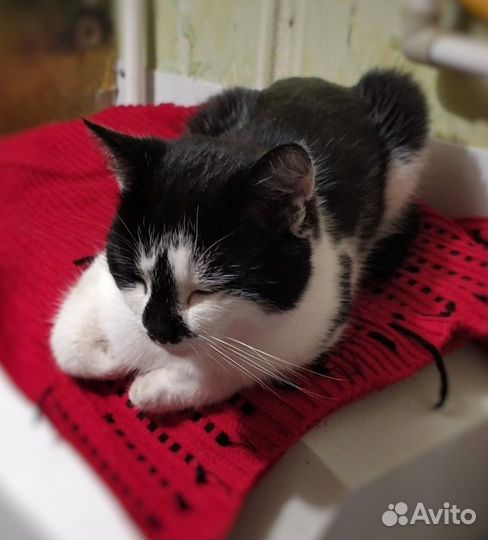 Потерялся молодой котик