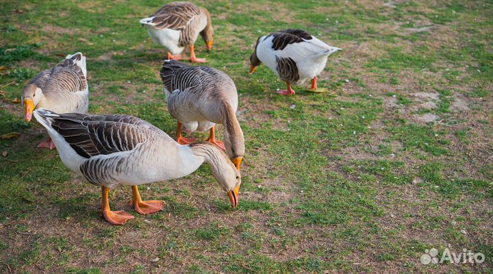 Гусята серые суточные