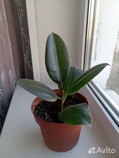 Фикус каучуконосный эластика