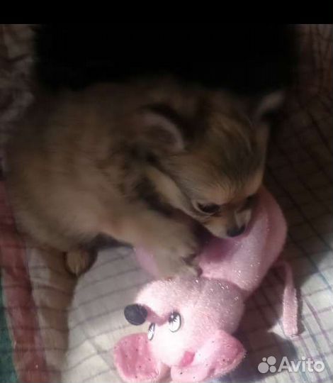 Супер мини помчи