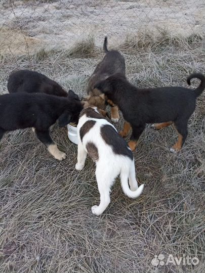 Собаки бесплатно в добрые руки