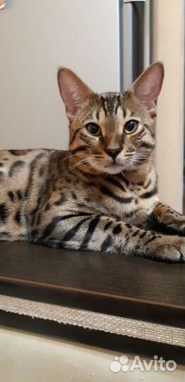 Бенгальский кот вязка