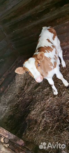 Телята бычки