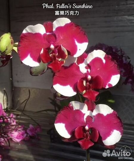 Орхидея фаленопсис Азия нецветущи