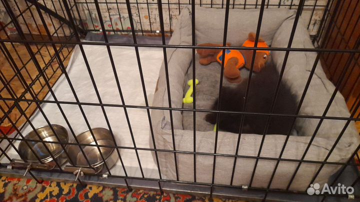 Немецкий шпиц