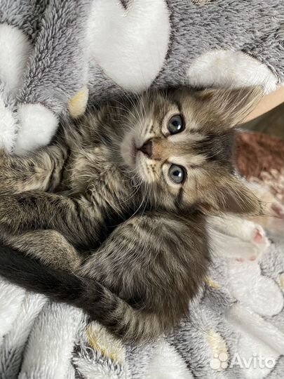 Котята отдам в добрые руки бесплатно