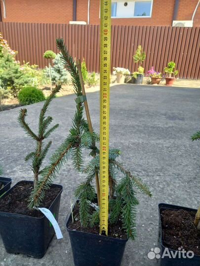 Ели Кобра, Рыдал, Пендула, Пенд. Брунс, Зе Блюз