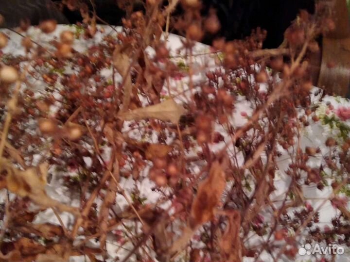 Семена лилий