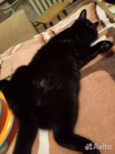 Сиротка ищет дом