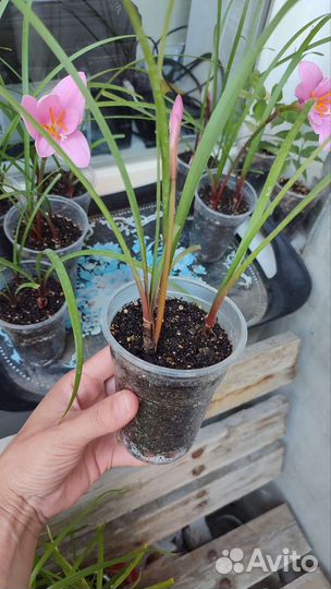 Зефирантес Розовый. Выскочка. Многолетник