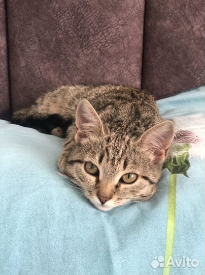 Маленькая кошечка