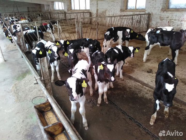 Телята мясной породы бычки