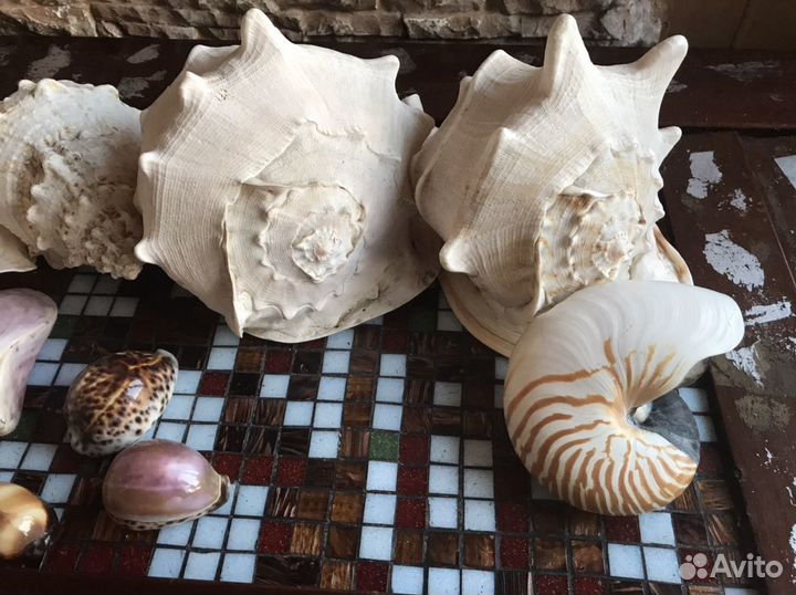 Коллекция ракушек. Одним лотом