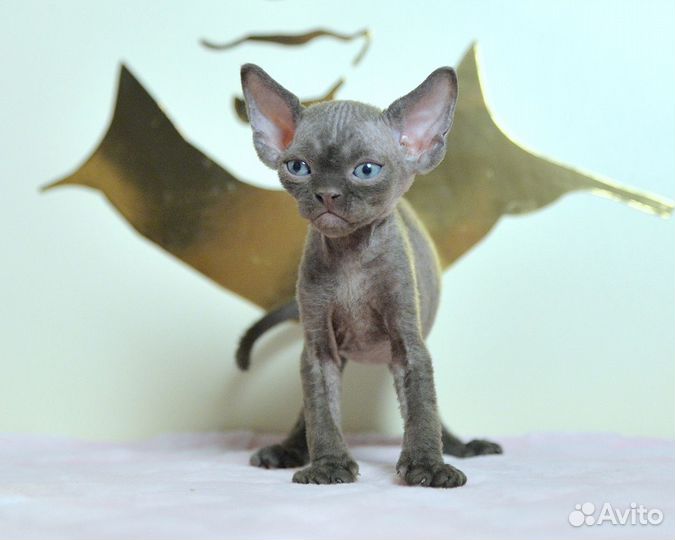 Котята девон-рекс