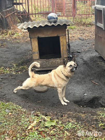 Отдам собаку в добрые руки