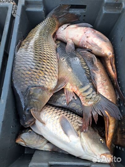 Карп живой оптом
