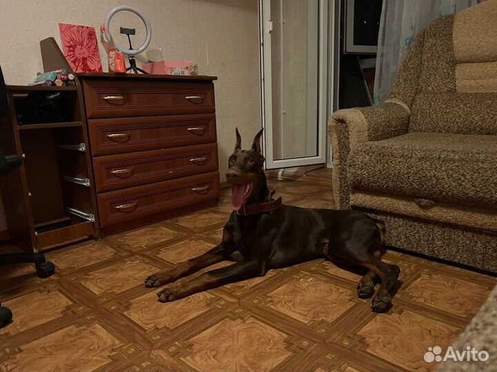 Доберман Вязка