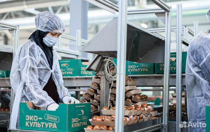 Вахта в Москве - Весовщик томатов в Агрокомплекс