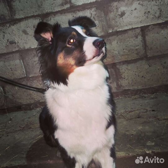 Дом престарелых для собак. Передержка на доживание