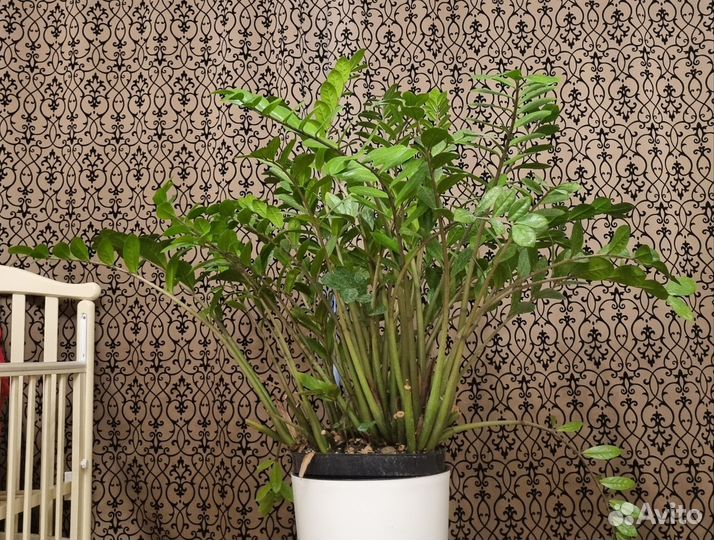 Замиокулькас