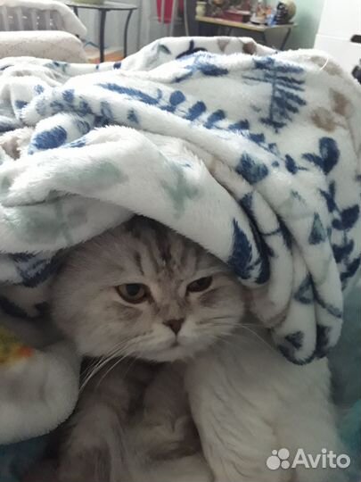 Кот для кошечки