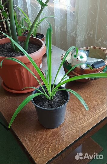 Комнатные цветы