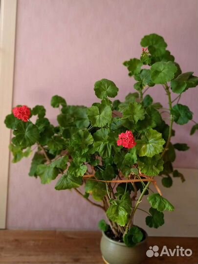 Комнатные растения для дома и офиса