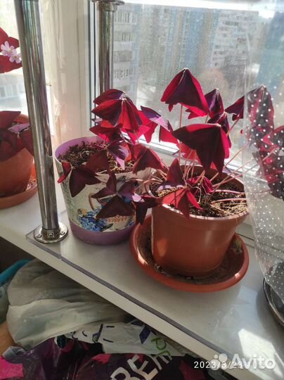 Кислица, оксалис, фиолетовый