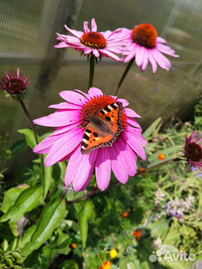 Многолетние цветы для сада