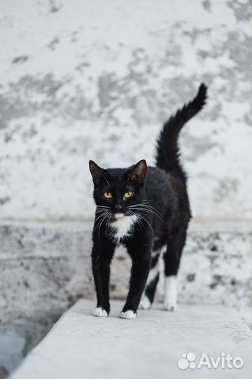 Кошки в добрые руки