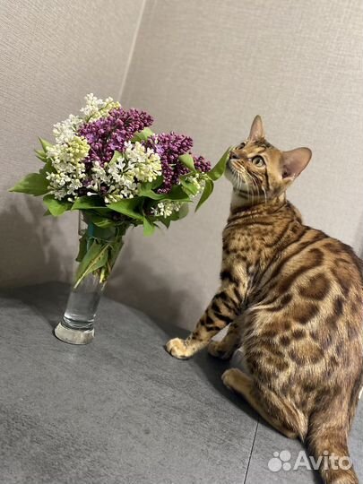 Бенгальский кот вязка