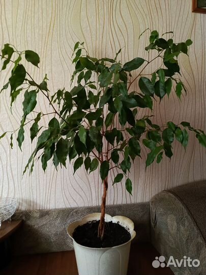 Фикус бенджамина