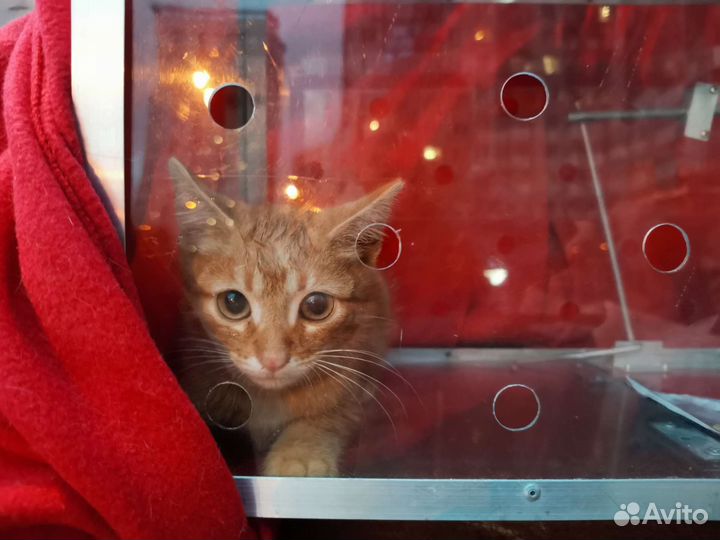 Ловец кошек, диких, домашних