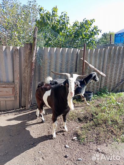 Козёл продается