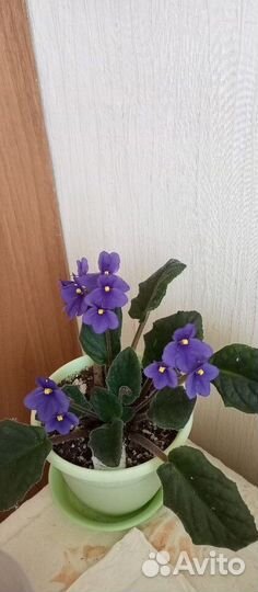 Сенполии сортовые