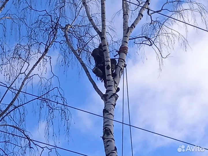 Спил деревьев