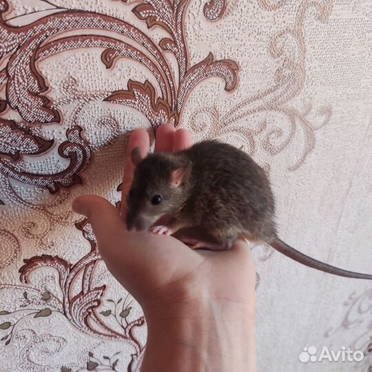 Крысы Дамбо