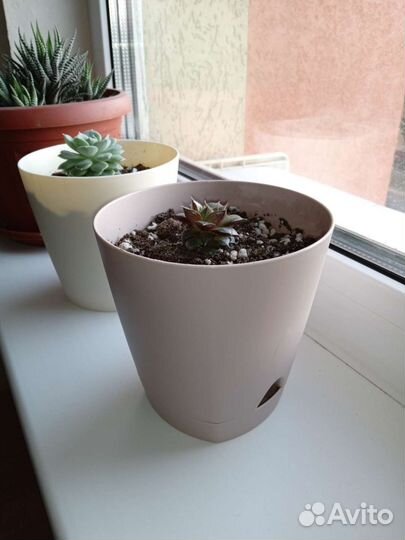 Комнатные растения, суккуленты,эхеверия