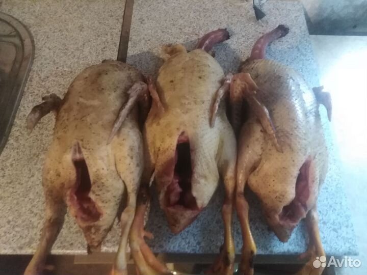 Утка домашняя