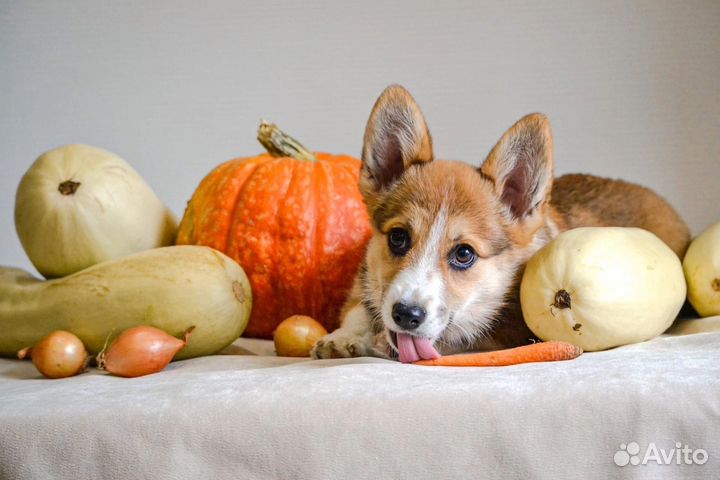 Вельш корги пемброк